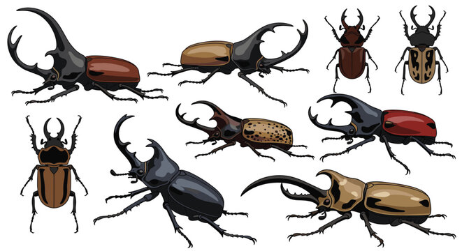 Collection of different species of large rhinoceros beetles and stag beetles shown from side and top views for nature studies.