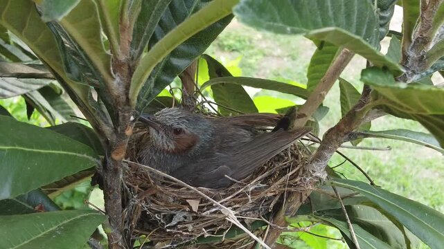 巣の中で卵を温めるヒヨドリの親鳥と生まれたばかりの雛