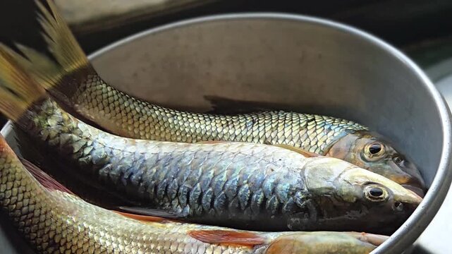 Freshly caught Rohu and silver carp rest in a rustic kitchen bowl. Reflecting rural daily life, sustainable fishing, and traditional livelihoods, these vibrant fish are prepared for a wholesome meal.