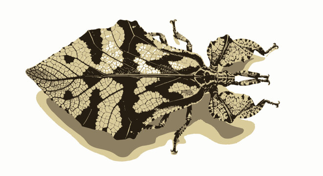 Detailed overhead view of a leaf insect on a white background