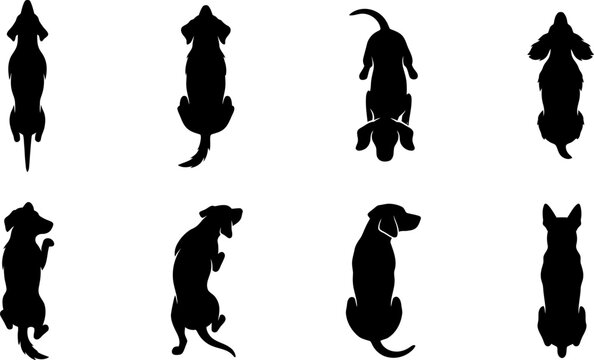 Top view silhouettes of various dog breeds standing in a set isolated on white background as professional vector