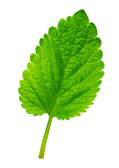 Fresh green mint leaf on transparent background © Kornienko Alexandr