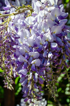 Dreamy Blooming Wisteria Flowers Close Up in Spring Garden