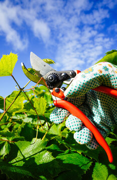 Cut branch use branch cutter on vineyard. Cutting branches on grapes use pruning shears. Trimming Grapevines branch on vineyard farm. Pruning grapevines with clippers. Grape vine pruning tools.