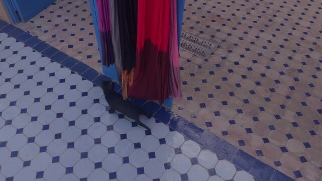 Cat playing with red woven Moroccan scarf on traditional blue mosaic tile floor