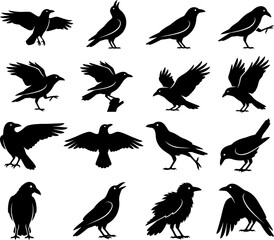 Fototapeta premium Large collection of black raven and crow silhouettes in various flight and standing poses for graphic art