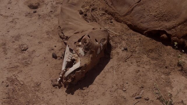 Decomposed camel carcass with exposed skull and jaw bones lying on cracked dry desert soil