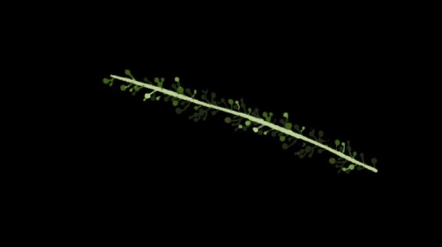 Green leafy vine border element on dark background featuring delicate foliage growth and natural decoration clip
