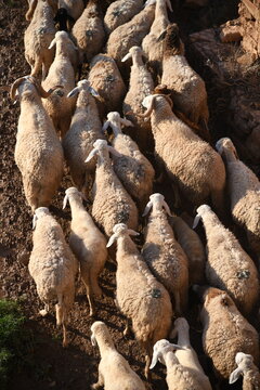 From above, the flock flows through the valley like a living thread, tracing the land between the mountains.
A quiet, timeless scene where nature and movement blend in a slow rural rhythm.