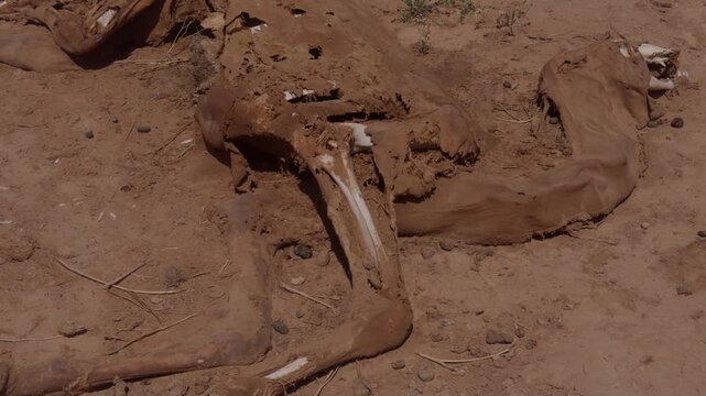 Closeup of camel leg bones protruding through dried decomposed skin on cracked arid desert soil