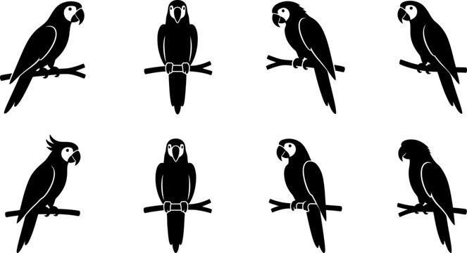 Collection of black parrot silhouettes perched on branches for tropical bird themed graphic design and illustrations