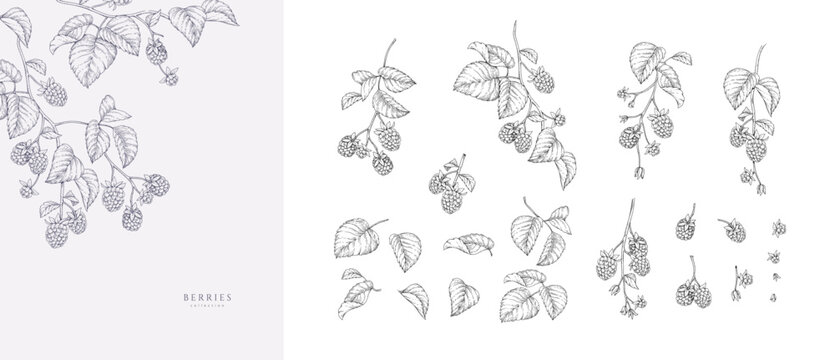 Set of blackberries or raspberries and brunch. Detailed hand drawn ink illustration with botanic floral elements for invitation, wallpaper art or save the date