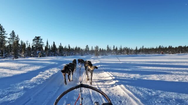 Husky dogs pull a sled along a snow-covered trail beside a dense pine forest in Kiruna, Sweden. The team moves steadily under clear winter skies through a nordic wilderness landscape.