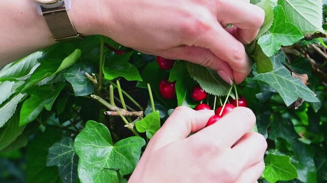 Close-up of female hands carefully picking ripe red cherries directly from a tree branch surrounded by green leaves in a summer garden.