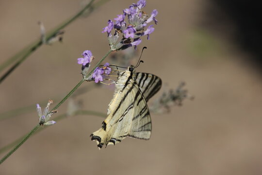 The scarce swallowtail (Iphiclides podalirius), sail swallowtail or pear-tree swallowtail