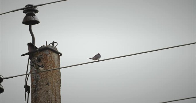 Wild Forest Bird Barn Swallow Sitting On Top Of Dry Pine Branch In Spring Season.