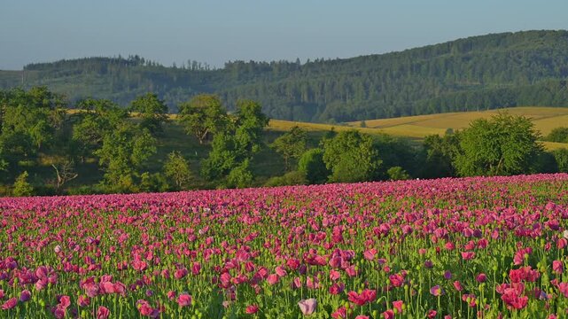 Schlafmohn (Papaver somniferum), Sommer, Germerode, Hoher Mei&szlig;ner, Werra-Mei&szlig;ner-Kreis, Hessen, Deutschland