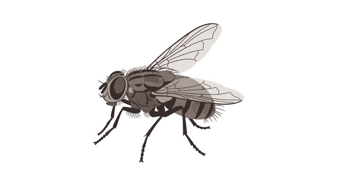 Close up illustration of a housefly against a clean white background