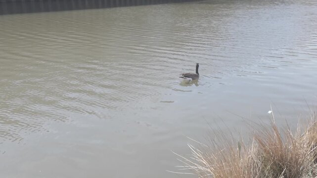A goose swimming in a river in slow motion with folliage in the foreground.