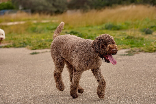 Lagotto Romagnolo dog walking across a paved path in side view with steady body position and open mouth, captured in outdoor setting with grass and vegetation in background