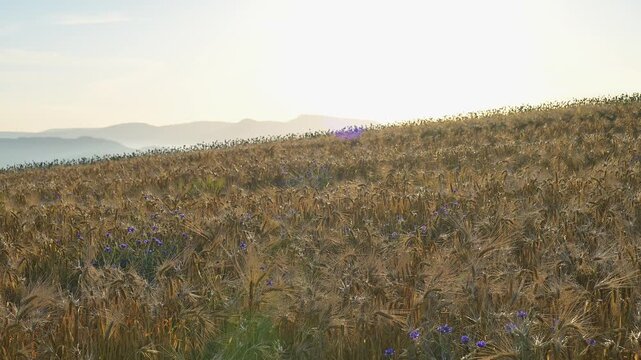 Getreidefeld mit Wildblumen am Morgen, Sommer, Germerode, Geo Naturpark Frau-Holle-Land, Hoher Meissner, Hessen, Deutschland 