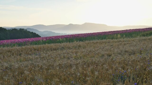 Getreidefeld -und Schlafmohnfeld, Sommer, Germerode, Geo Naturpark Frau-Holle-Land, Hoher Meissner, Hessen, Deutschland