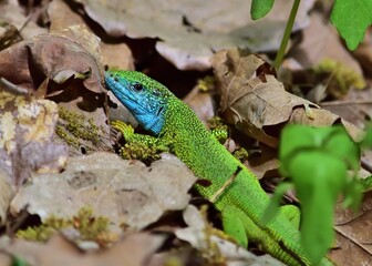 Fototapeta premium Östliche Smaragdeidechse (Lacerta viridis) Männchen im Nationalpark Thayatal