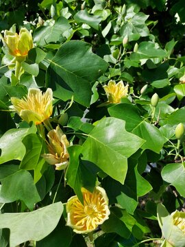 Liriodendron tulipifera, Bl&uuml;ten des Tulpenbaumes 