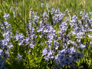 Obraz premium Vibrant Purple Wildflowers in Bright Sunlight