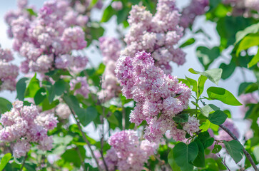 Obraz premium Syringa vulgaris lilac flowers in sunny spring garden with lush blurred background