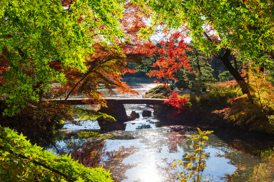 六義園 渡月橋と紅葉