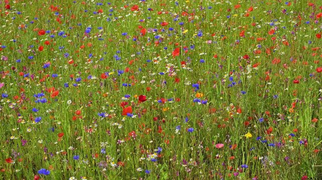 Vielf&auml;ltige bunte Wiese mit Kornblumen und anderen Sommerblumen und Getreide, Sommer, Germerode, Geo Naturpark Frau-Holle-Land, Hoher Meissner, Hessen, Deutschland