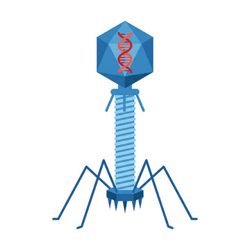Bacteriophage T2 Virus Isolated on Transparent Background