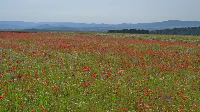 Vielf&auml;ltige bunte Wiese mit Kornblumen und anderen Sommerblumen und Getreide, Sommer, Germerode, Geo Naturpark Frau-Holle-Land, Hoher Meissner, Hessen, Deutschland
