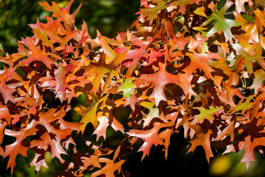 Oak tree leaves displaying vibrant autumn colors background