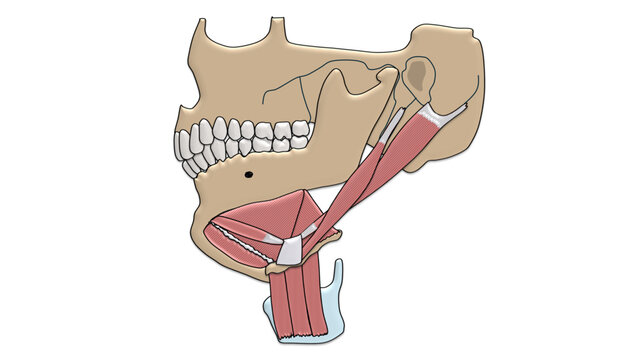 Suprahyoid Muscles Anatomy Vector Diagram. Digastric Mylohyoid and Stylohyoid Mandible Layout Unlabeled Educational Template Illustration
