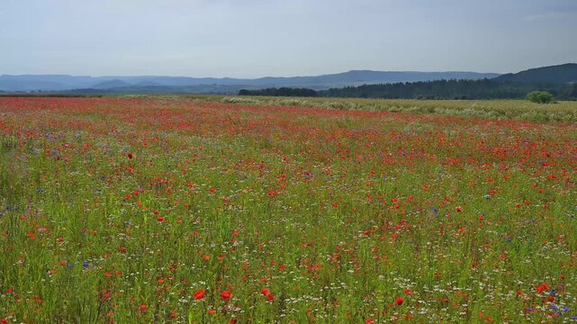 Roter Klatschmohn (Papaver rhoeas), und andere Wildblumen, Sommer, Germerode, Geo Naturpark Frau-Holle-Land, Hoher Meissner, Hessen, Deutschland