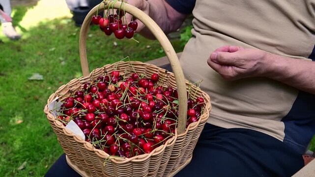 Senior man carefully choosing ripe cherries from a basket in slow motion after gathering fresh organic fruit from the tree in summer.