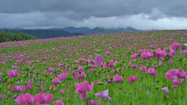 Schlafmohn (Papaver somniferum), Sommer, Germerode, Hoher Mei&szlig;ner, Werra-Mei&szlig;ner-Kreis, Hessen, Deutschland