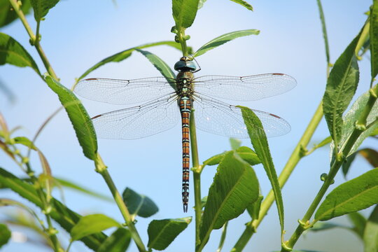 Aeshna affinis, the southern migrant hawker or blue-eyed hawker