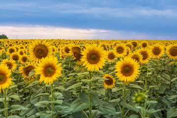 Fototapeta premium Sunflowers field blooming under a dramatic stormy sky