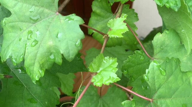 grape vine leaves