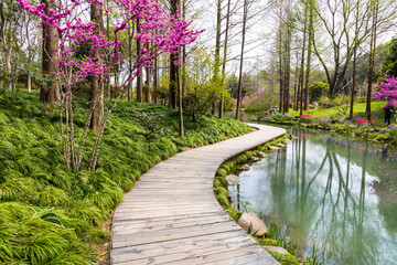 Fototapeta premium The winding wooden boardwalk in the park