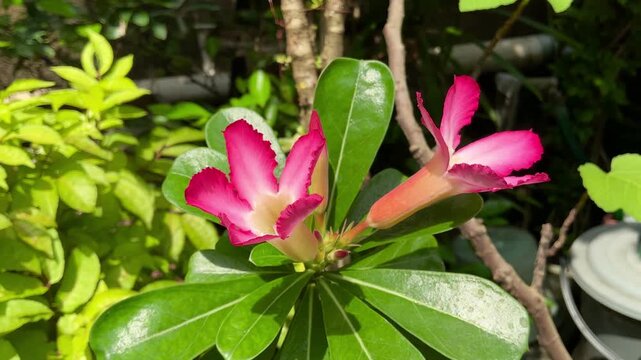 Closeup of vibrant pink and white adenium desert rose flowers with green leaves in a tropical garden. Perfect for nature, gardening, and floral design projects.