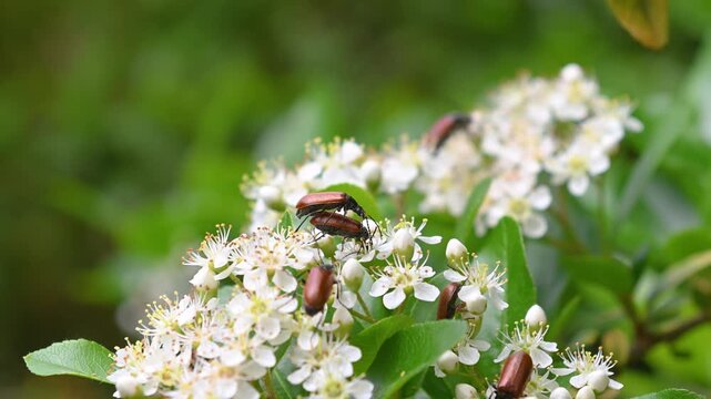 Several brown beetles are seen crawling, mating, and feeding on white spring blossoms in a garden setting.