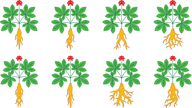 Ginseng plant root vector illustrations set with green leaves red berries and yellow roots isolated on white background for traditional herbal medicine graphic design.