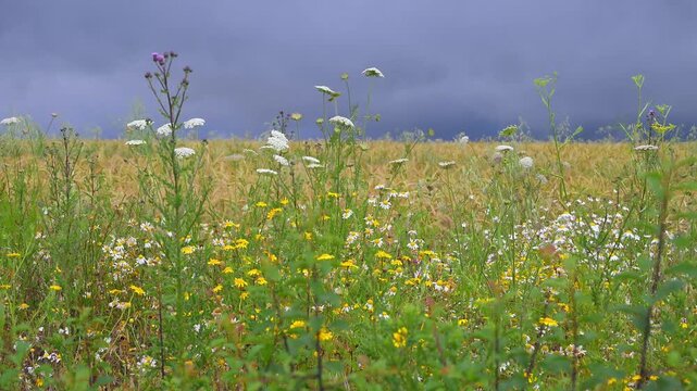 Wiese mit verschiedenenen Sommerblumen, Sommer, Germerode, Geo Naturpark Frau-Holle-Land, Hoher Meissner, Hessen, Deutschland