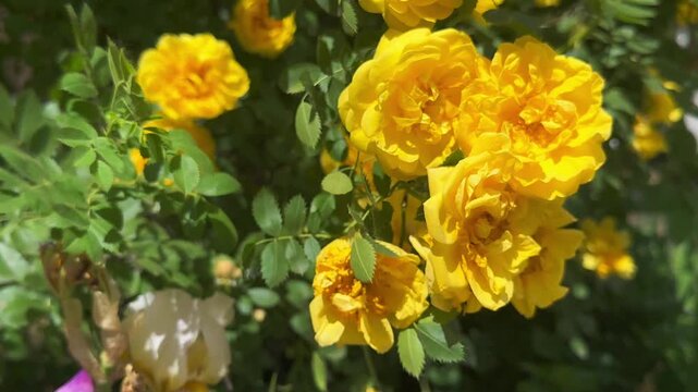 Yellow bush rose swaying in the wind, 4K