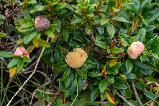 Close-up of abnormal pale pink and yellowish fleshy galls caused by the Exobasidium rhododendri fungus on the green leaves of a wild alpine rhododendron shrub.