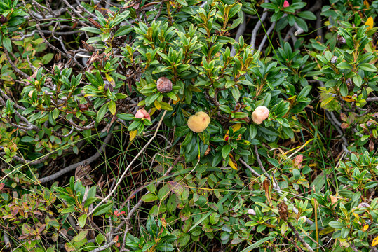 A wide view of an alpine rose (Rhododendron ferrugineum) shrub showing distinctive fleshy pink and yellowish fruit-like galls caused by a fungal infection.
